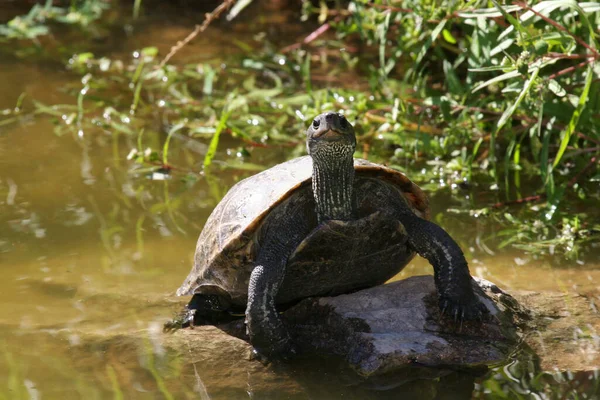 Closeup View Cute Turtles — Stock Photo, Image