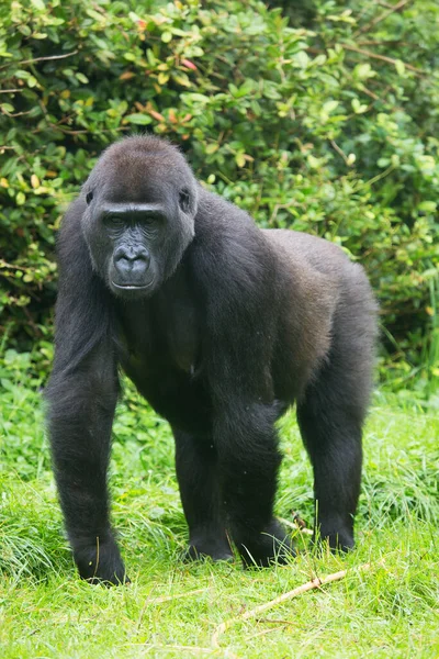 Gorilla Djurparken Naturlig Livsmiljö — Stockfoto