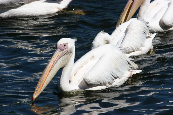 Suda beyaz pelikanlar