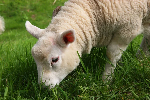 Uitzicht Schapen Grazen Groene Weide — Stockfoto