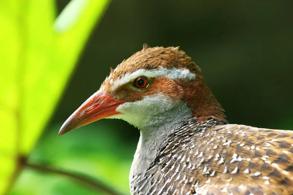 Nahaufnahme Eines Schönen Vogels — Stockfoto