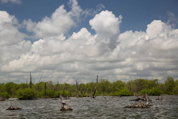 Alçakta uzanan orman, ölü ağaçlar ve kütüklerle sonuçlanır.