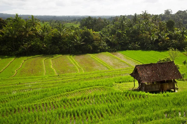 Paddyfält Eller Sawa Landskap Med Växande Risväxter — Stockfoto