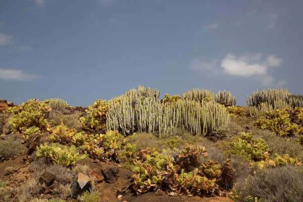 Vista Del Valle Del Volcán Con Plantas Cactus — Foto de Stock