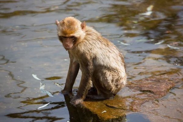 Juvenilní Barbary Macaque Nebo Opice Macaca Sylvanus Také Známý Jako — Stock fotografie