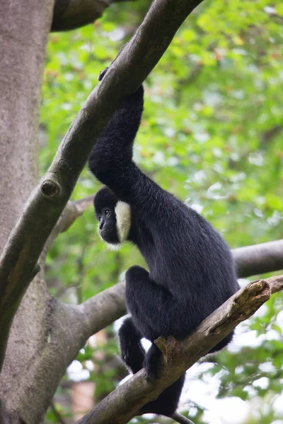 Macaco Preto Branco Sentado Árvore — Fotografia de Stock