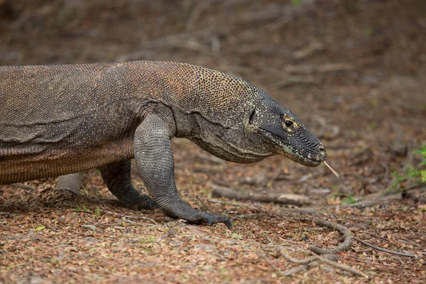 Zblízka Záběr Komodo Draka Přírodním Prostředí — Stock fotografie