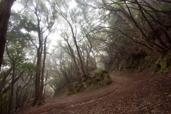 Ormanın güzel manzarası, doğa manzarası.
