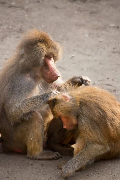 Familie Der Hamadryas Paviane Papio Hamadryas Die Zusammen Sitzen Und — Stockfoto