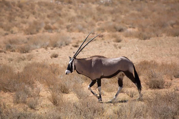 Herde Von Gemsbock Oder Südafrikanischem Oryx Oryx Gazella Wandert Und — Stockfoto