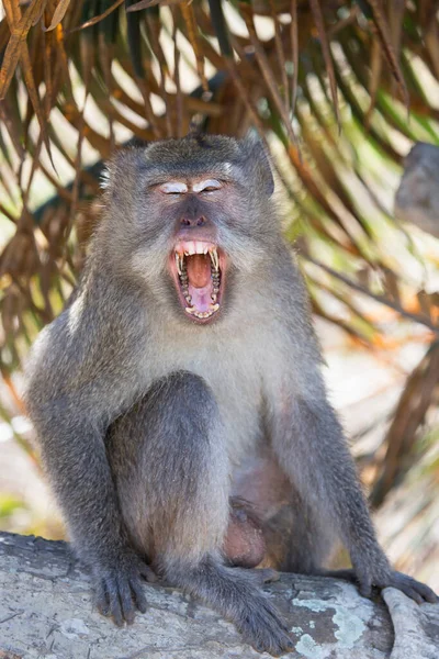 Portrait Nervous Yawning Crab Eating Long Tailed Macaque Macaca Fascicularis — Stock Photo, Image