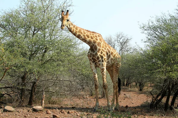 アフリカの野生動物におけるキリンの見方 — ストック写真
