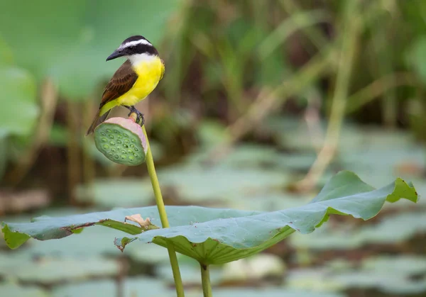 Doğal Ortamdaki Bir Tropikal Kuşun Görüntüsü — Stok fotoğraf