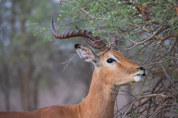 Groupe Antilopes Sauvages Dans Savane — Photo