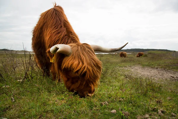 Beau Taureau Roux Avec Une Longue Barbe Sur Une Prairie — Photo