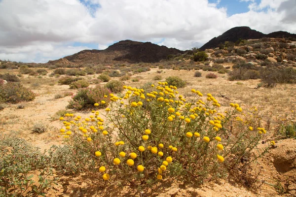 Çölde güzel çiçekler