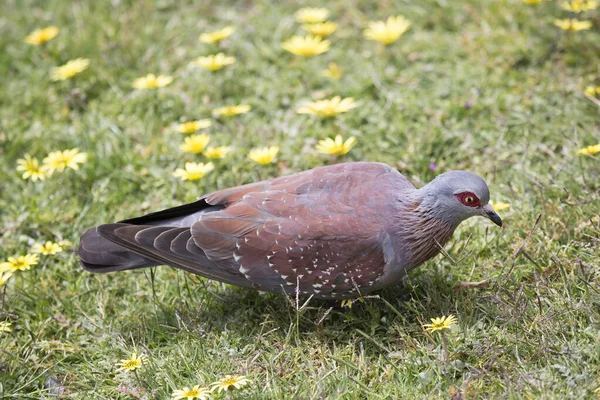 緑の草の上に座っている鳩のクローズアップです — ストック写真