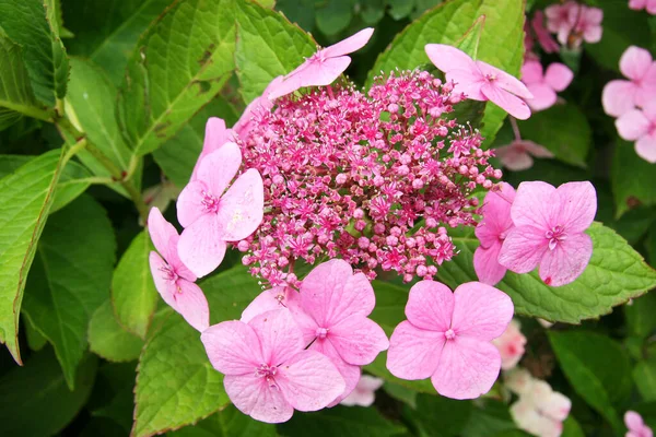 Belles Fleurs Roses Dans Jardin — Photo