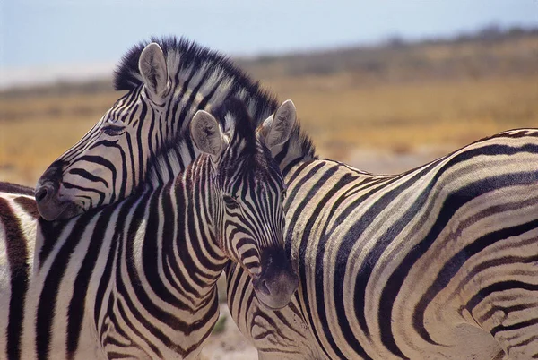 Vista Las Cebras Parque Nacional África — Foto de Stock