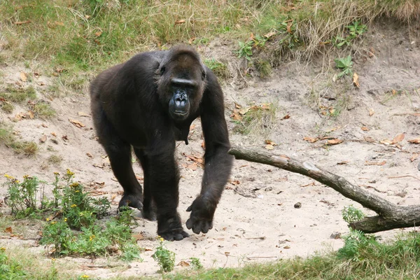 Söt Gorilla Djurparken — Stockfoto