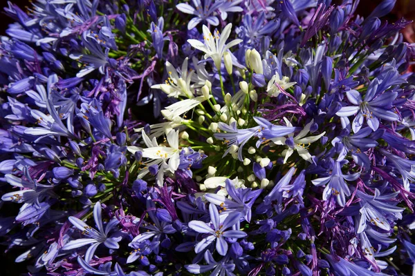 Beautiful Flowers Garden — Stock Photo, Image