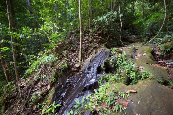 Buja Trópusi Növényzet Dzsungel Erdőben — Stock Fotó