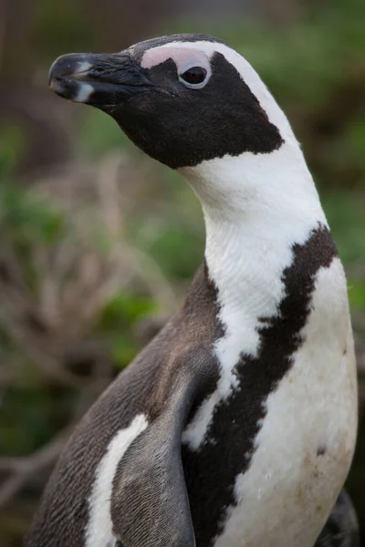 Svart Vita Tailed Pingviner Stranden — Stockfoto