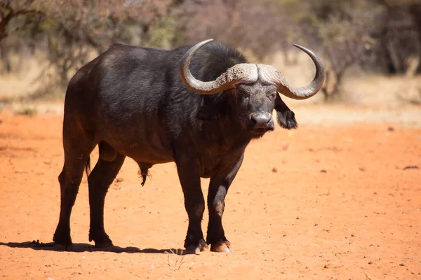 Afrika ya da Cape Buffalo boğası, syncerus caffer, Karoo çölünde kum ve savanada yürüyor.