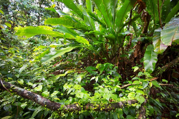 Bosque Nuboso Tropical Denso Con Una Maraña Impenetrable Plantas Llamadas — Foto de Stock
