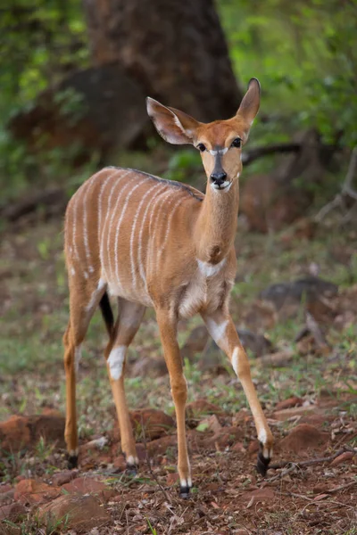 View Wild Antelope Savannah — Stock Photo, Image