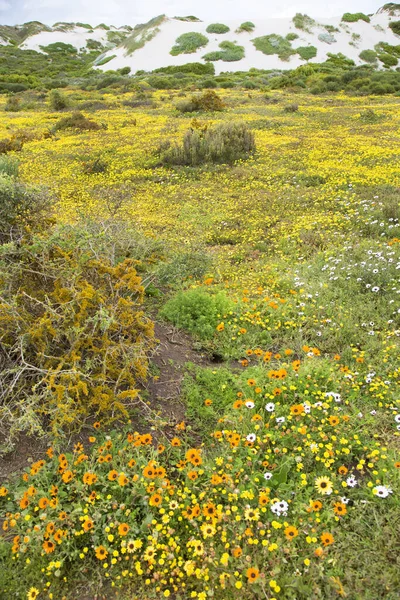 Beautiful Flowers Green Summer Meadow — Stock Photo, Image