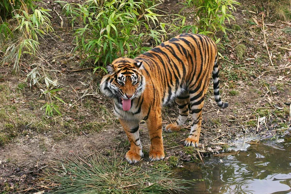 Τίγρης Στο Νερό — Φωτογραφία Αρχείου