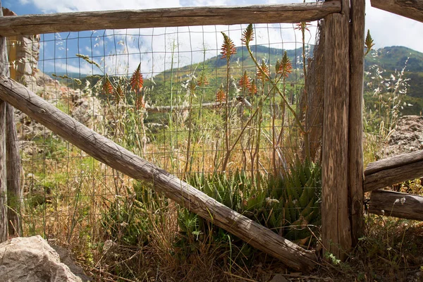 a wooden fence in the forest