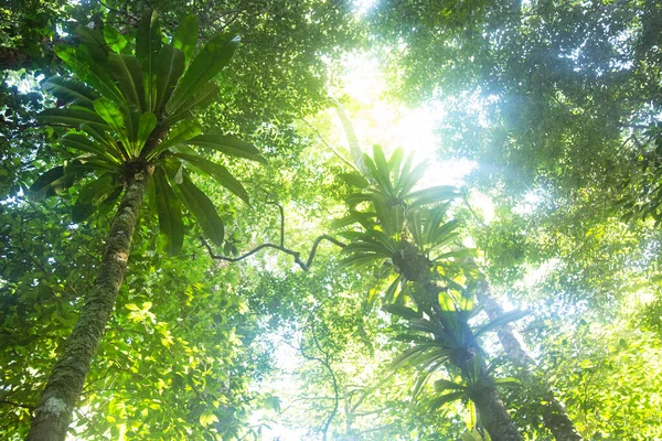 Vegetação Tropical Exuberante Floresta Selva — Fotografia de Stock