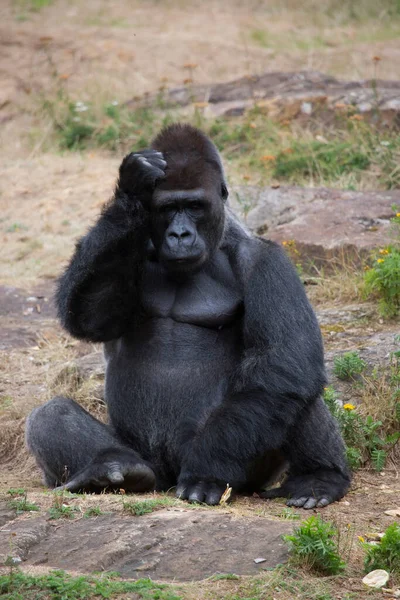 Gorila Negro Zoológico — Foto de Stock