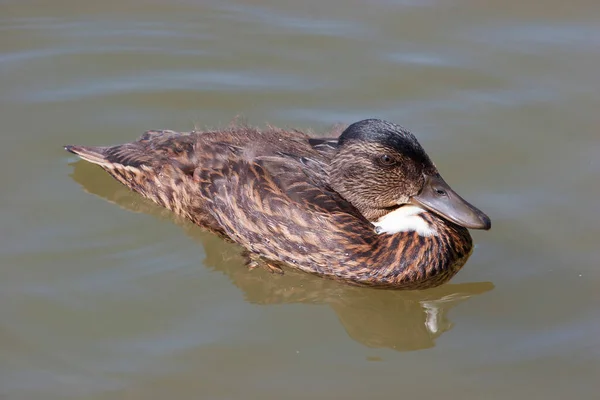 Stockente Auf Wasseroberfläche Sonnenlicht — Stockfoto