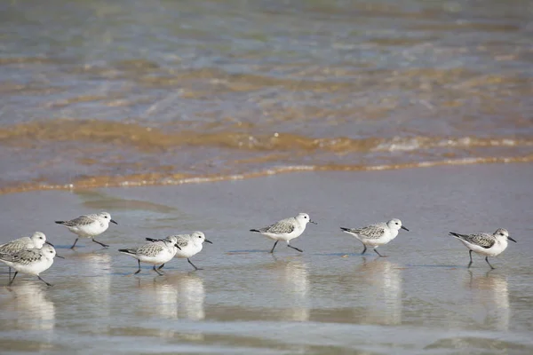 Gaviotas Playa Portugal — Foto de Stock