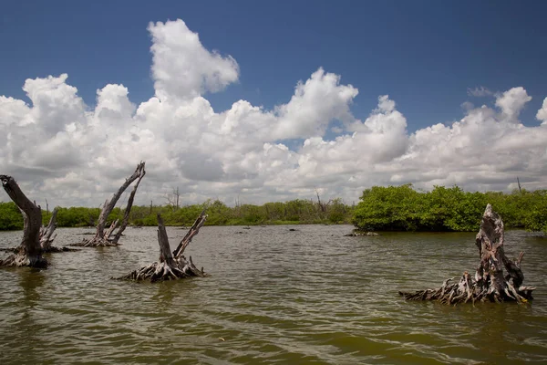 Alçakta uzanan orman, ölü ağaçlar ve kütüklerle sonuçlanır.