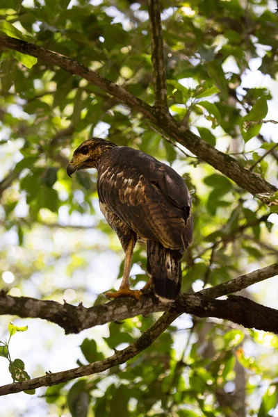 view of wild bird perching on tree