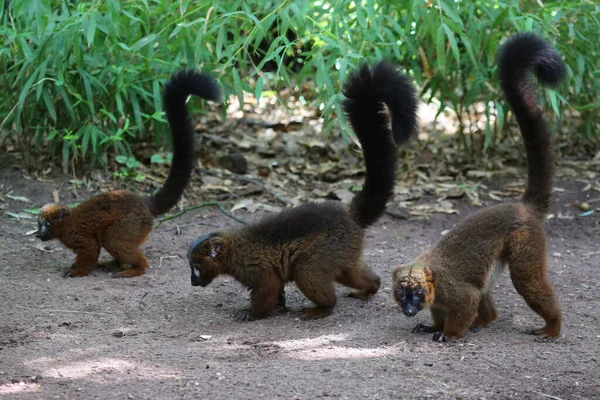 Grupo Monos Lindos Zoológico — Foto de Stock