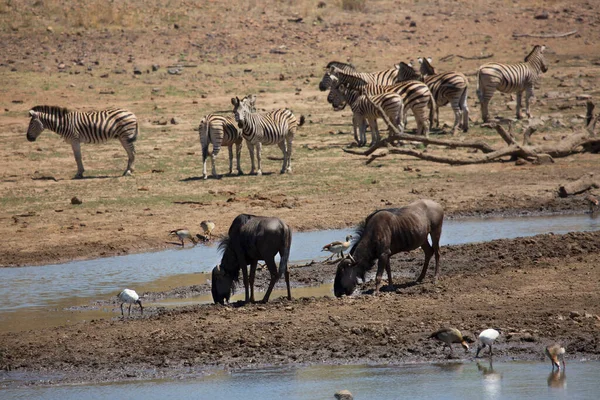 Vista Zebras Parque Nacional África — Fotografia de Stock