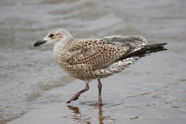 Een Meeuw Het Strand — Stockfoto