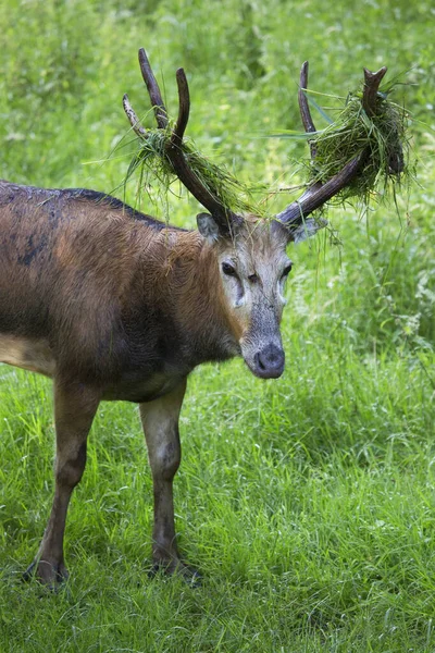 Cervo Buck Nella Foresta — Foto Stock