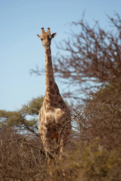 Dél Afrikai Vagy Cape Zsiráf Giraffa Camelopardalis Séta Szavanna Táj — Stock Fotó