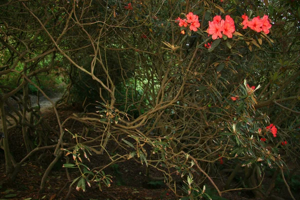 Bellissimi Fiori Giardino — Foto Stock