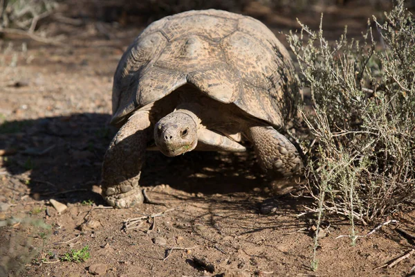 leopard tortoise, Stigmochelys pardalis, walking fast to find green and fresh plant material to eat