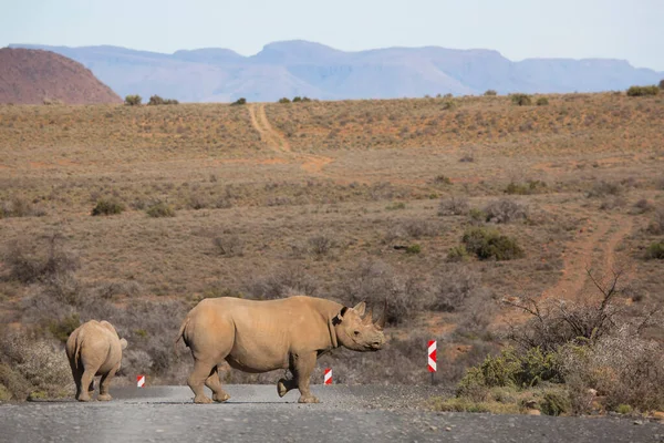 Kara gergedan, Diceros bicornis, Karoo çölü vadisinde alçak çalılıklarda yürüyor.