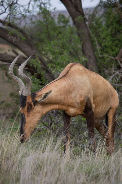 Uitzicht Wilde Antilope Savanne — Stockfoto