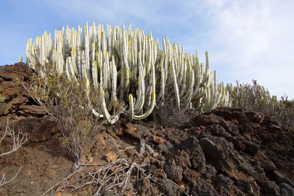 Kaktüs bitkileriyle volkanik vadi manzarası