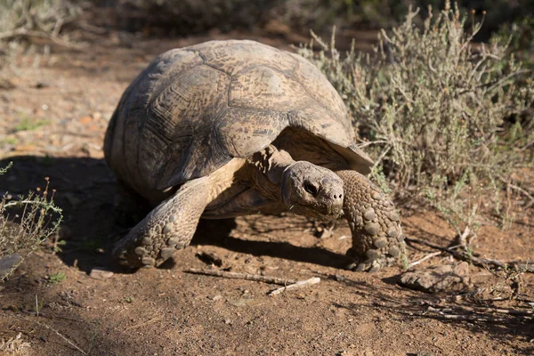 Leopar kaplumbağa, Stigmochelys pardalis, yiyecek yeşil ve taze bitkiler bulmak için hızla yürüyorlar.